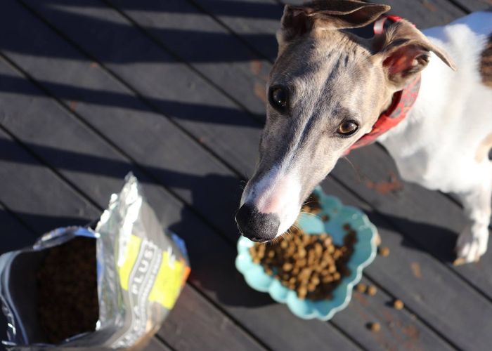 นิวซีแลนด์เตรียมเปิด ‘ซูชิบาร์’ สำหรับสุนัขเท่านั้น