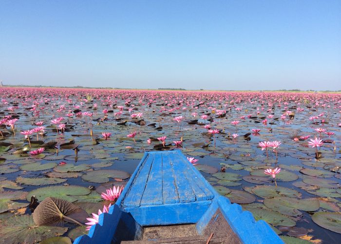 'ทุ่งบัวแดง' แหล่งเซลฟี่ใหม่ของราชบุรี