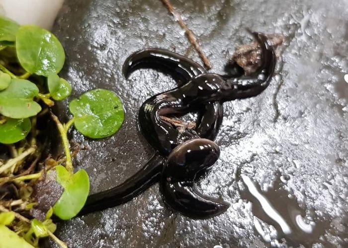 สกว.หนุนวิจัยควบคุมการระบาดของหนอนนิวกินี