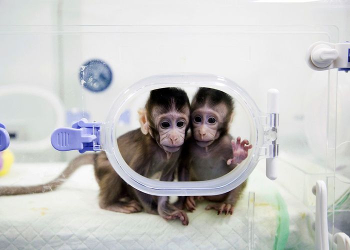 จีนโคลนนิ่งลิงคู่แรกสำเร็จจากเซลล์ตัวอ่อน