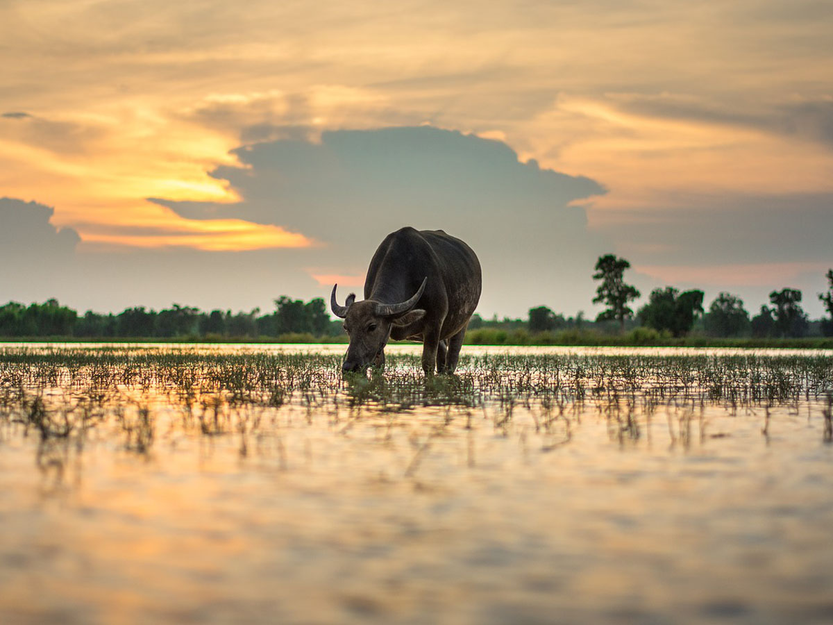 นาข้าว.jpg