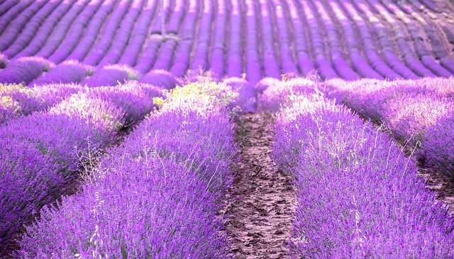 lavender-2510593_640.jpg