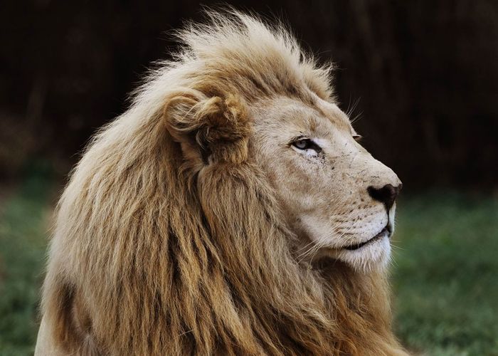 นักล่าสิงโตถูกสิงโตกินที่เซาท์แอฟริกา