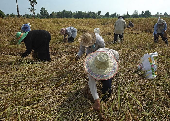 นบข.ไฟเขียวประกันรายได้ข้าวเปลือก 5 ชนิด วงเงินกว่า 20,000 ล้านบาท