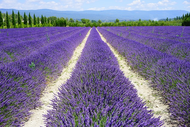 lavender-field-1595577_640.jpg