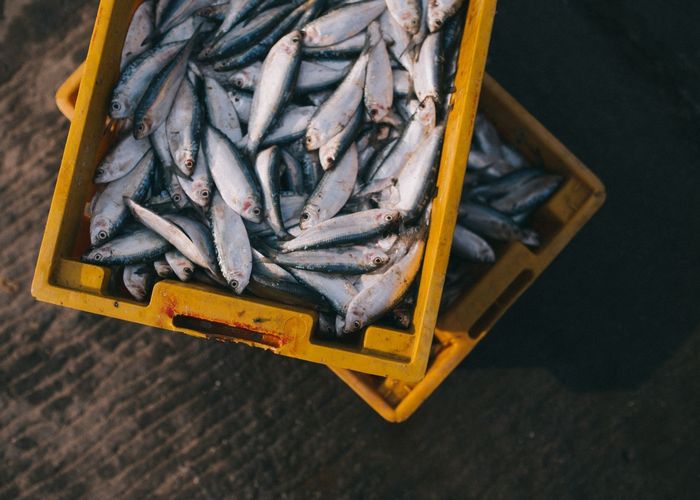 อีก 30 ปี ปลาในเอเชียอาจไม่เหลือให้ทำประมง