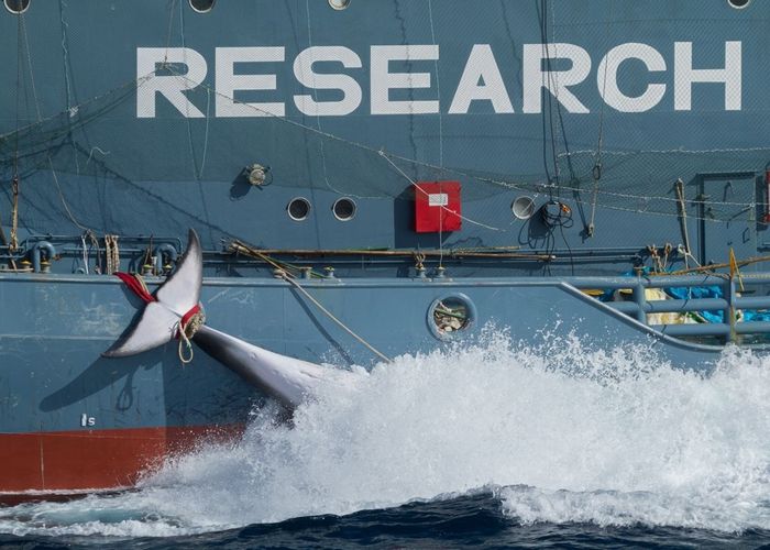ญี่ปุ่นล่าวาฬในแอนตาร์กติก 333 ตัว