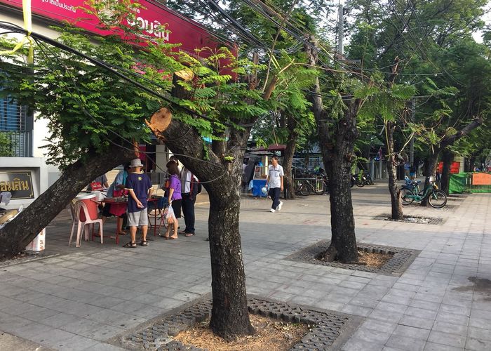 'อิตาเลียนไทยฯ' ตัดต้นไม้ผิดทางแพ่ง จ่ายเพิ่ม 1.7 แสนบาท ภายใน 7 วัน