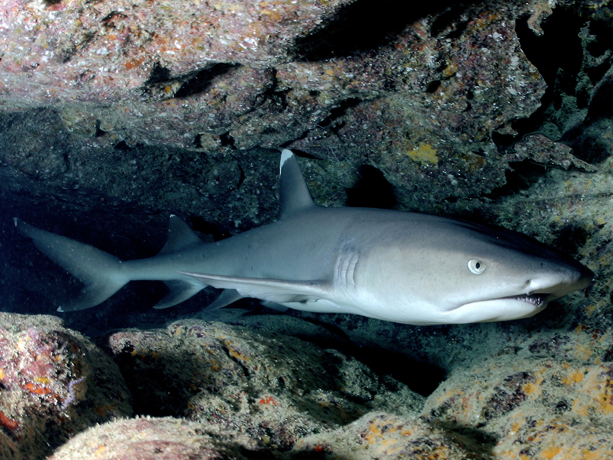 Shark.jpg