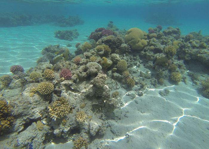สถานการณ์ 'ปะการังฟอกขาว' เริ่มฟื้นตัว หลังอุณหภูมิน้ำทะเลลดลง