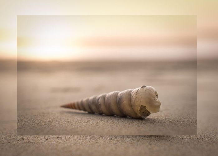 'หอยเจดีย์' เกลื่อนหาดใน จ.ระนอง-ผู้เชี่ยวชาญย้ำ 'ไม่เกี่ยวกับสึนามิ'