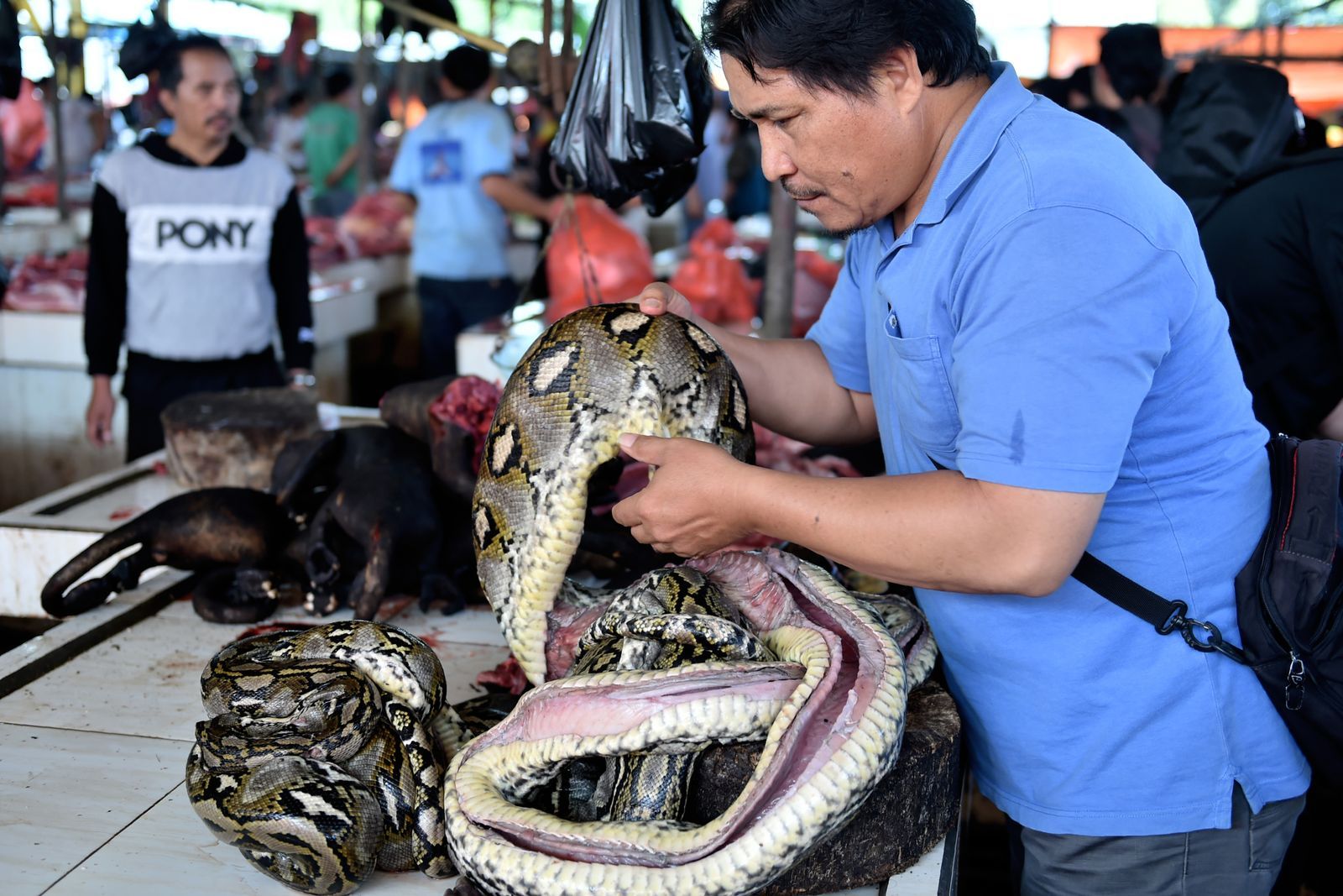 กินเนื้อ-งูเหลือม-สุลาเวสี-อินโดนีเซีย-AFP-Python