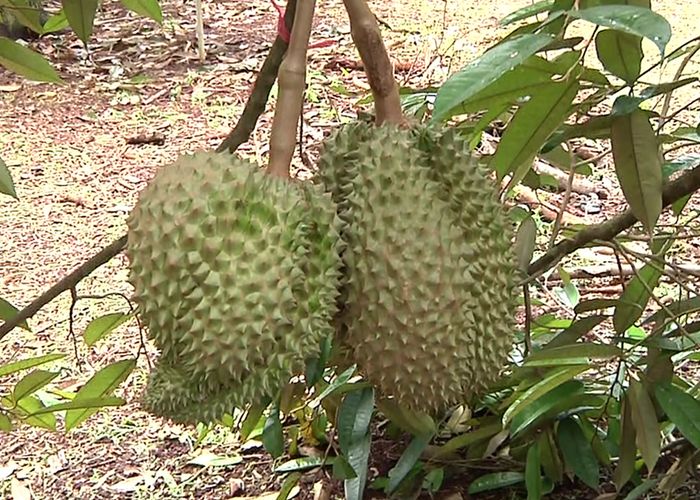 ผู้ว่าฯ ศรีสะเกษ เผย'ทุเรียนภูเขาไฟ' ของแท้ต้องมีคิวอาร์โค้ด