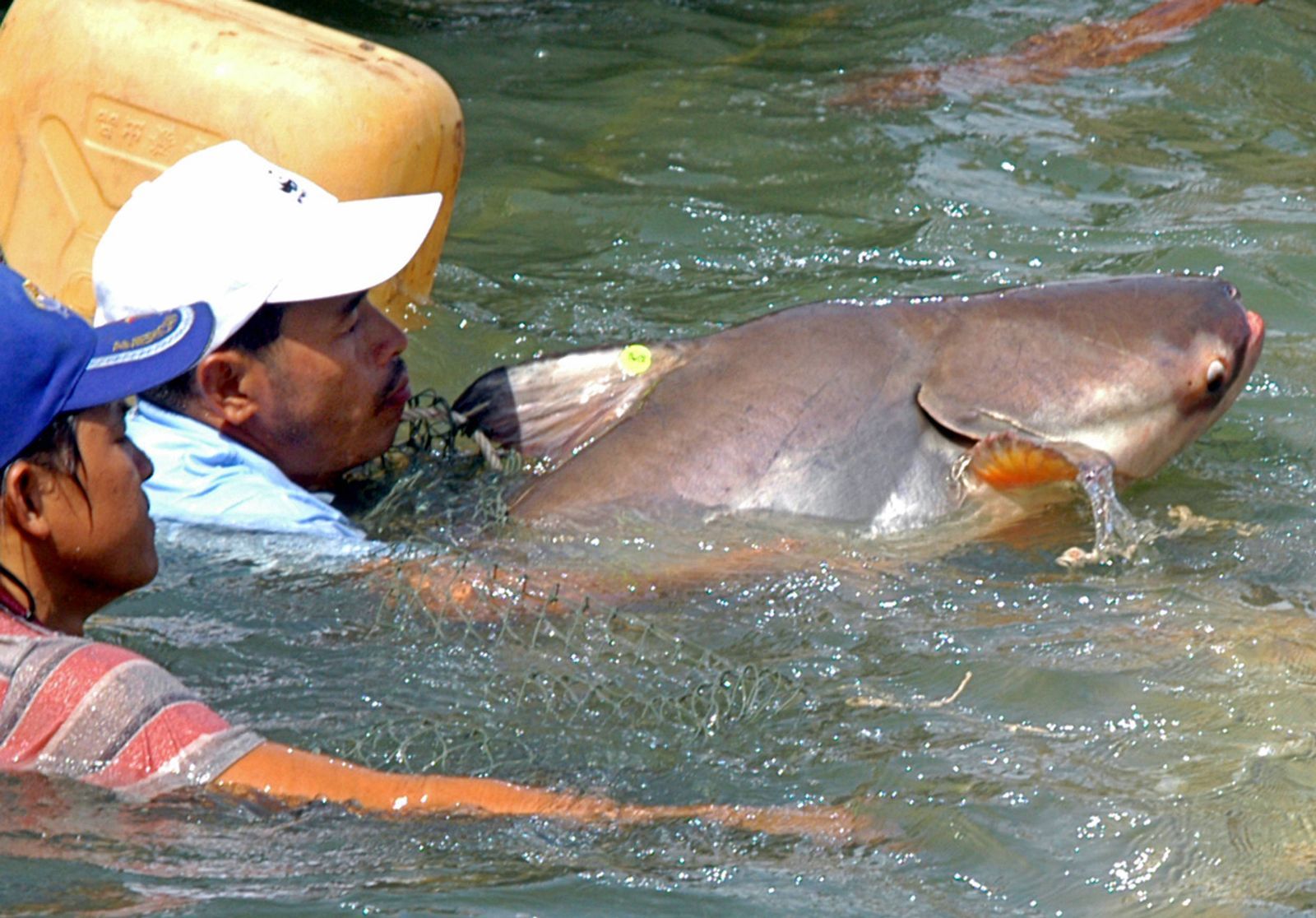 AFP-ปลาบึก-แม่น้ำโขง-กัมพูชา