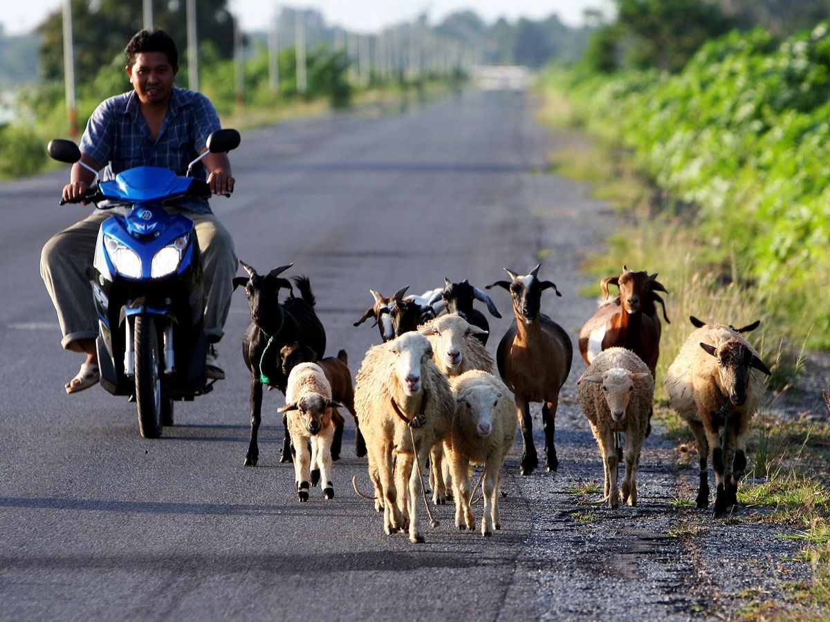 AFP-ปศุสัตว์-แพะ-ภาคใต้-เกษตรกร