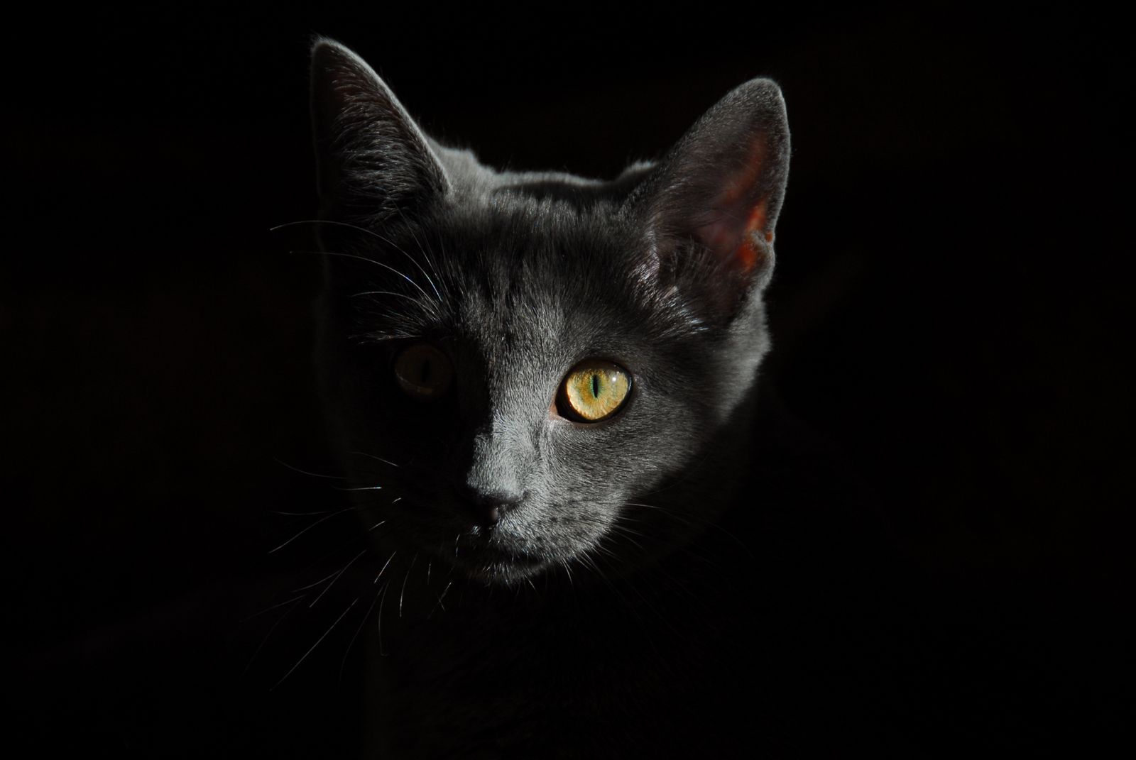 animal-cat-close-up-36009.jpg