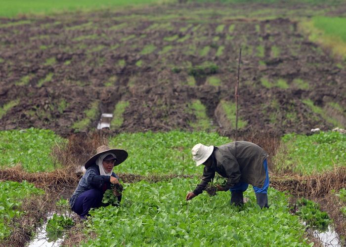 ขาดอีก 1 ล้านครัวเรือนขึ้นทะเบียนเกษตรกร รับความช่วยเหลือรัฐ