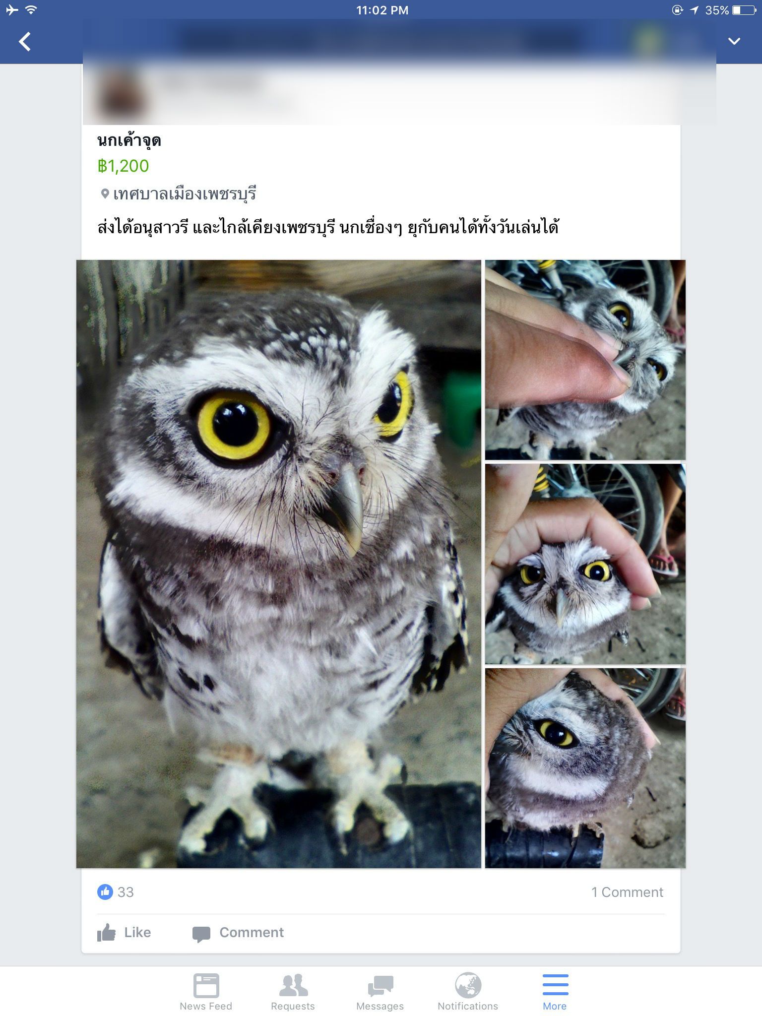 รายงาน TRAFFIC-ลอบค้าสัตว์ป่าออนไลน์-Spotted owlet.jpg