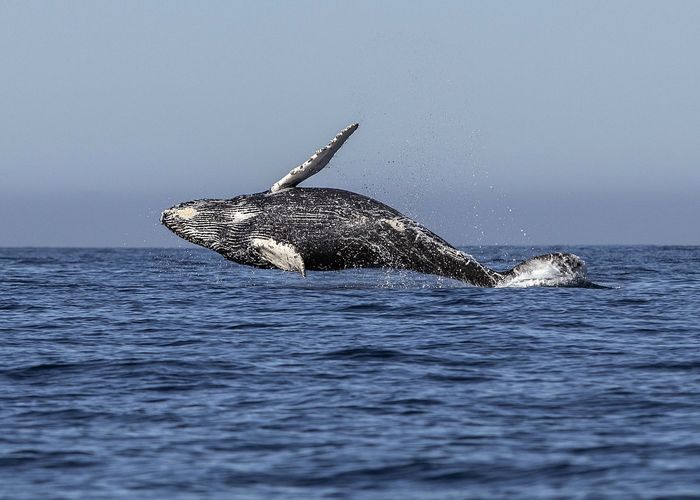 ญี่ปุ่นขู่ออกจากคณะกรรมาธิการวาฬนานาชาติ หลังจากถูกห้ามล่าวาฬเชิงพาณิชย์