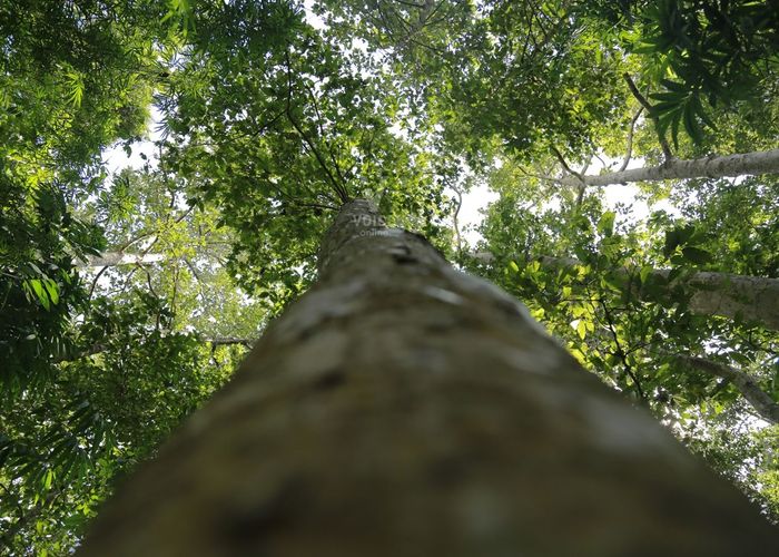 กรมป่าไม้แจกเมล็ดพันธุ์ไม้มีค่า 23 ชนิด เป็นของขวัญปีใหม่ หวังช่วยเพิ่มพื้นที่สีเขียว