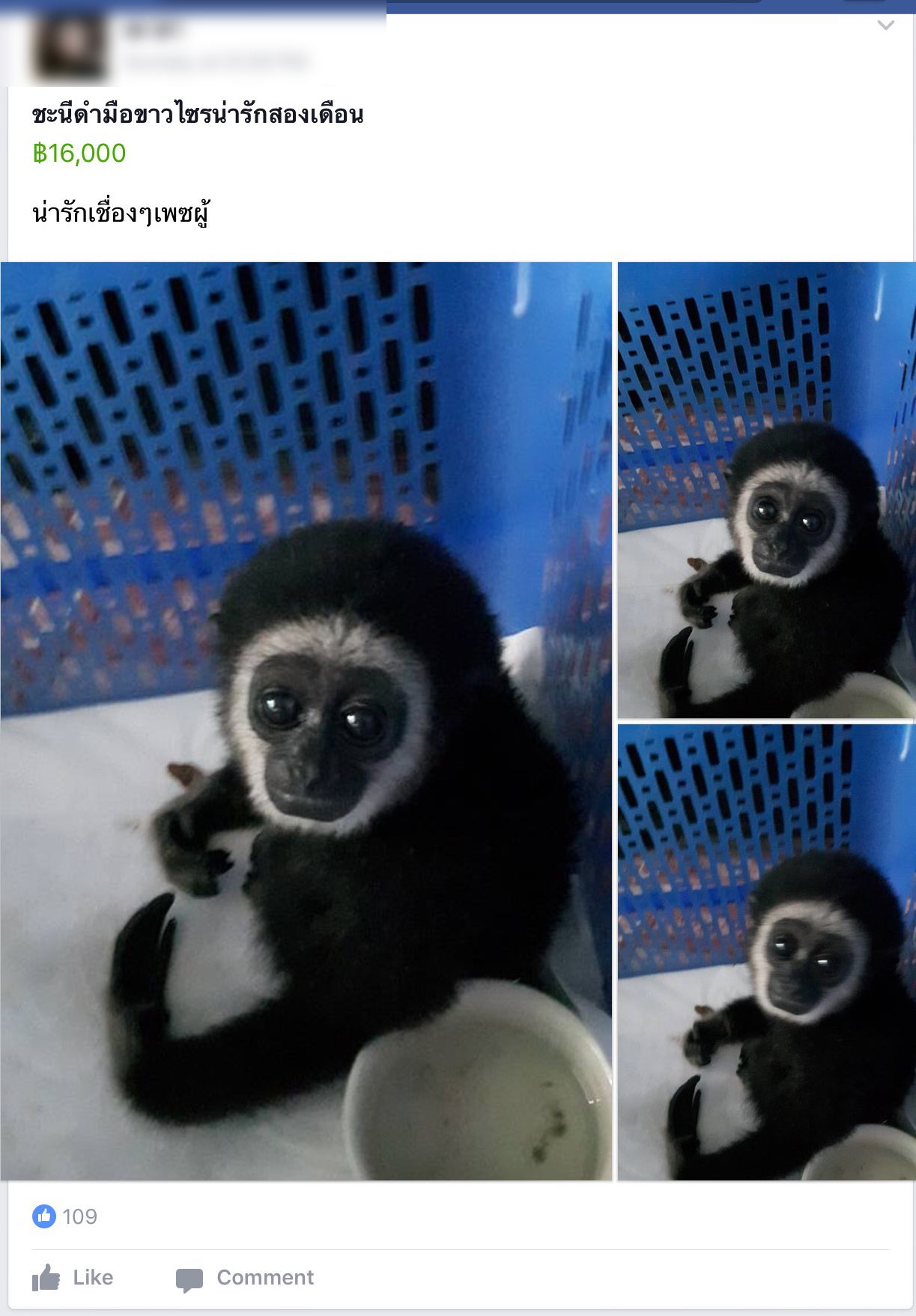 รายงาน TRAFFIC-ลอบค้าสัตว์ป่าออนไลน์-White-handed Gibbon.jpg