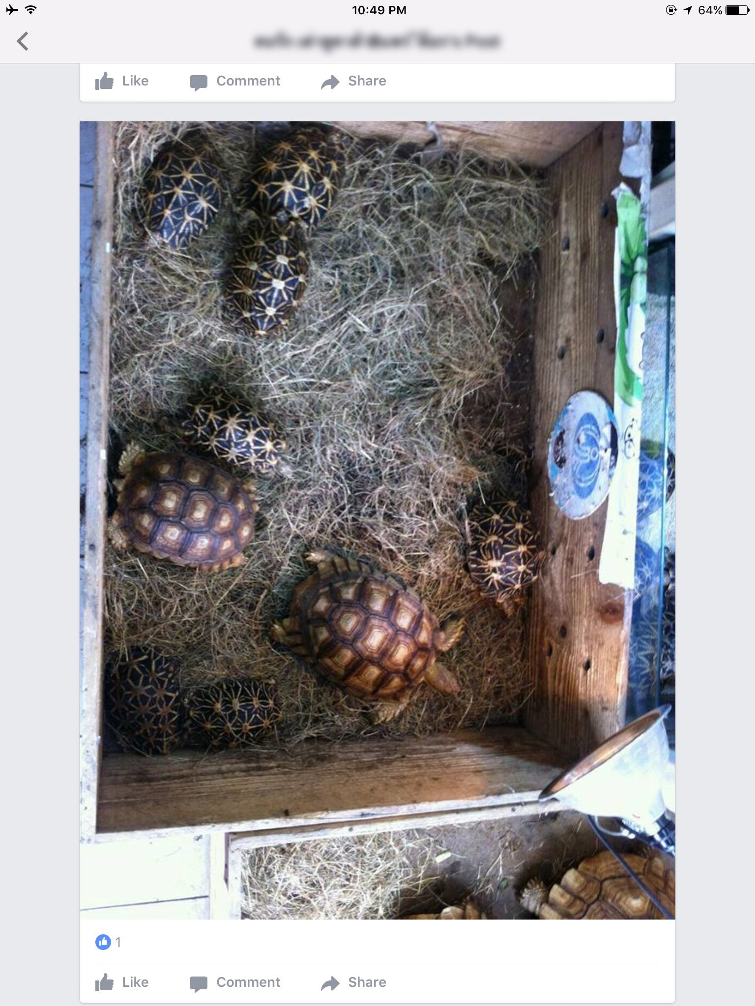 รายงาน TRAFFIC-ลอบค้าสัตว์ป่าออนไลน์-Star tortoise and Sulcata tortoise.jpg