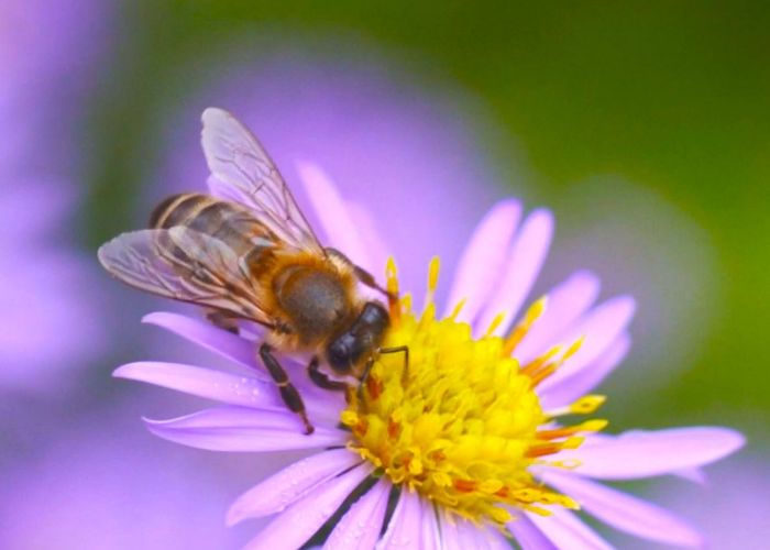 หนุ่มพะเยาเลี้ยงผึ้งป่าสร้างรายได้ปีกว่า 1 ล้าน