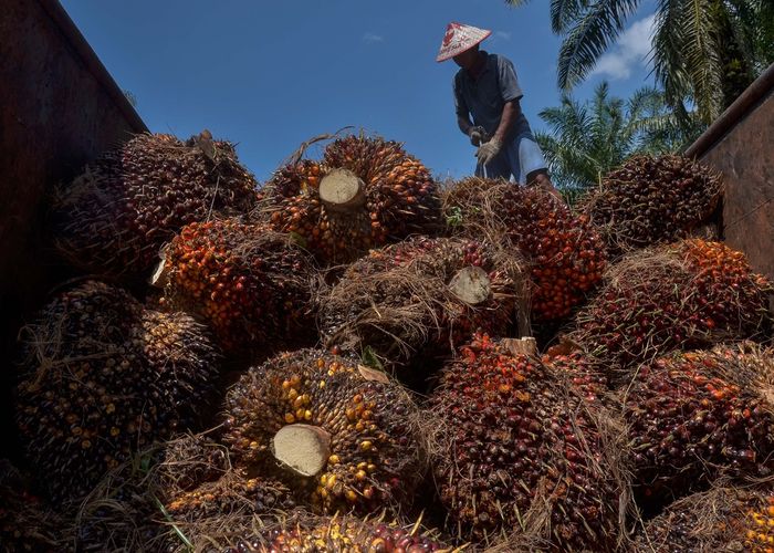 ปรับโครงสร้างภาษีไบโอดีเซล หนุนเกษตรกรสวนปาล์ม