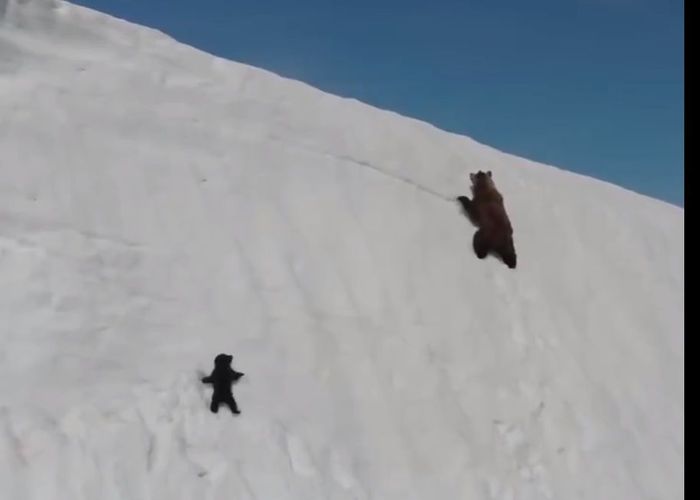 ไวรัลคลิป 'ลูกหมีปีนภูเขาหิมะ' ที่แท้ตกใจเสียงโดรนจนต้องหนี