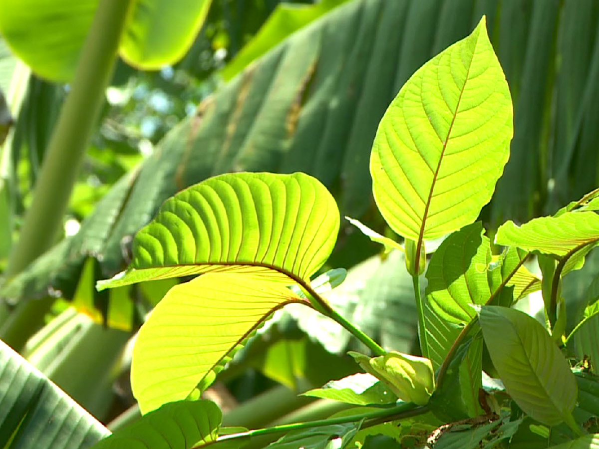 กระท่อม: เรื่องเล่า 'พืชคนขยัน' ในประวัติศาสตร์