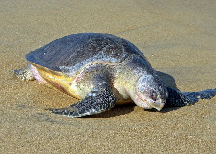 พบซาก 'เต่า-โลมา' ตายเกยหาดที่เกาะสมุย