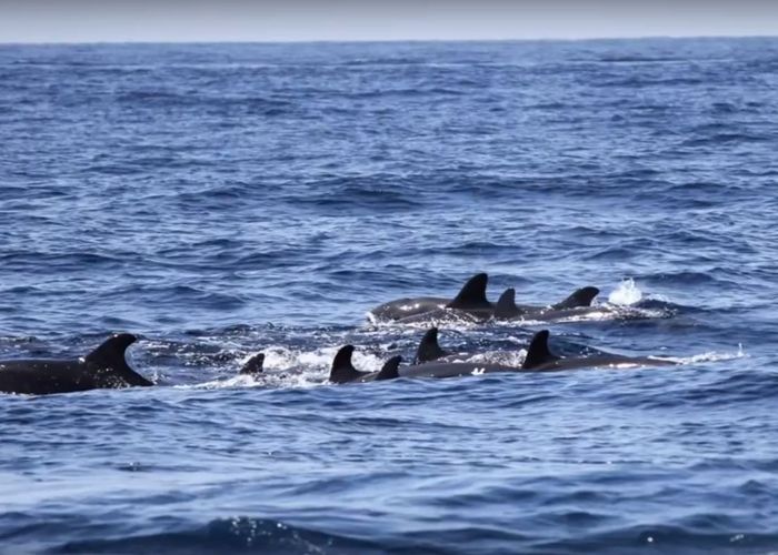 พบ 'วาฬเพชฌฆาตดำ' นับสิบตัวในทะเลแถบสิมิลัน