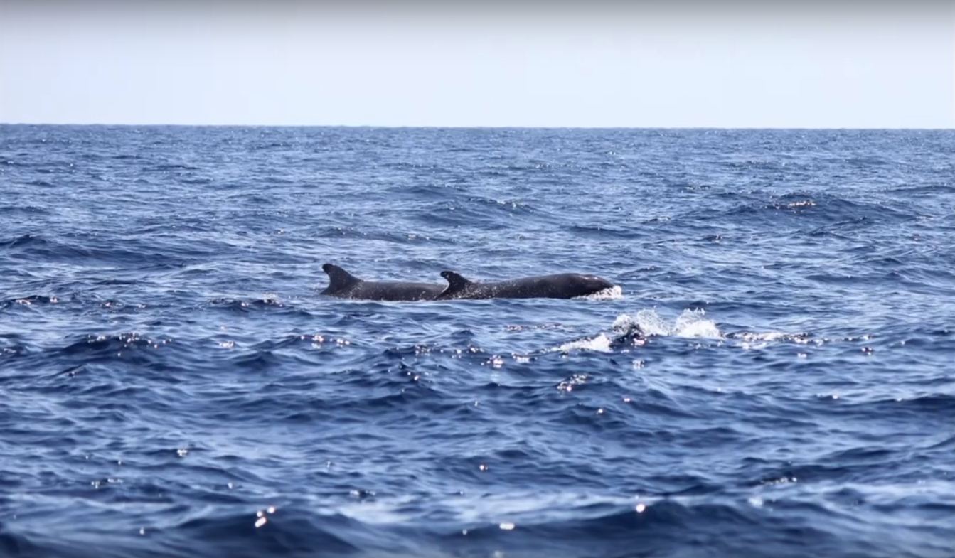 วาฬเพชฌฆาตดำ-false killer whale-สิมิลัน-สตริงเกอร์-พรชัย แซ่เอี๋ยว-พังงา-2.JPG