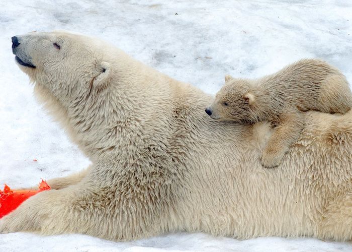 รัสเซียประกาศภาวะฉุกเฉิน หลังจาก 'หมีขั้วโลก' บุกบ้านเรือนประชาชน