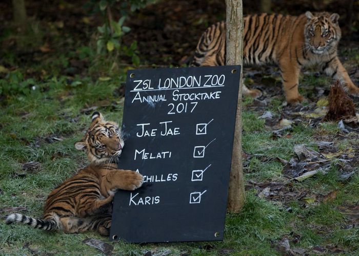 เสือสุมาตรา ฆ่า 'ว่าที่' คู่ผสมพันธุ์ตายหลังเจอกันครั้งแรก ในสวนสัตว์ลอนดอน