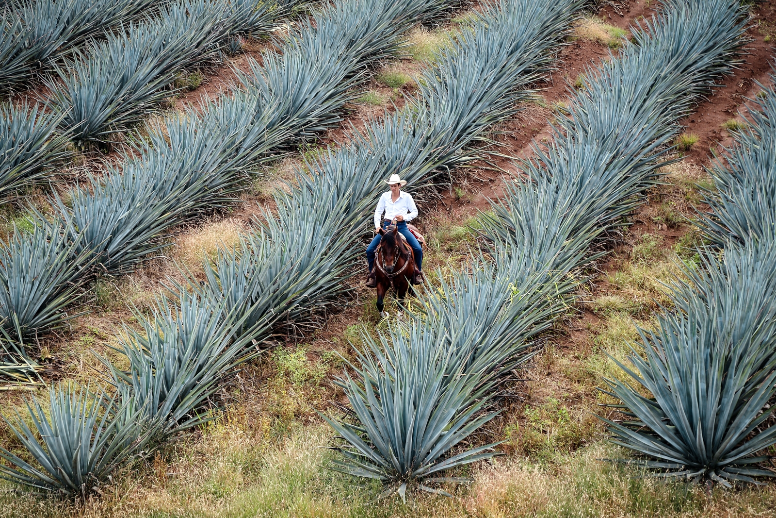 unsplash-agave-ต้นอากาเป-อากาเว่-อะกาเว-เม็กซิโก-เหล้าเตกีล่า