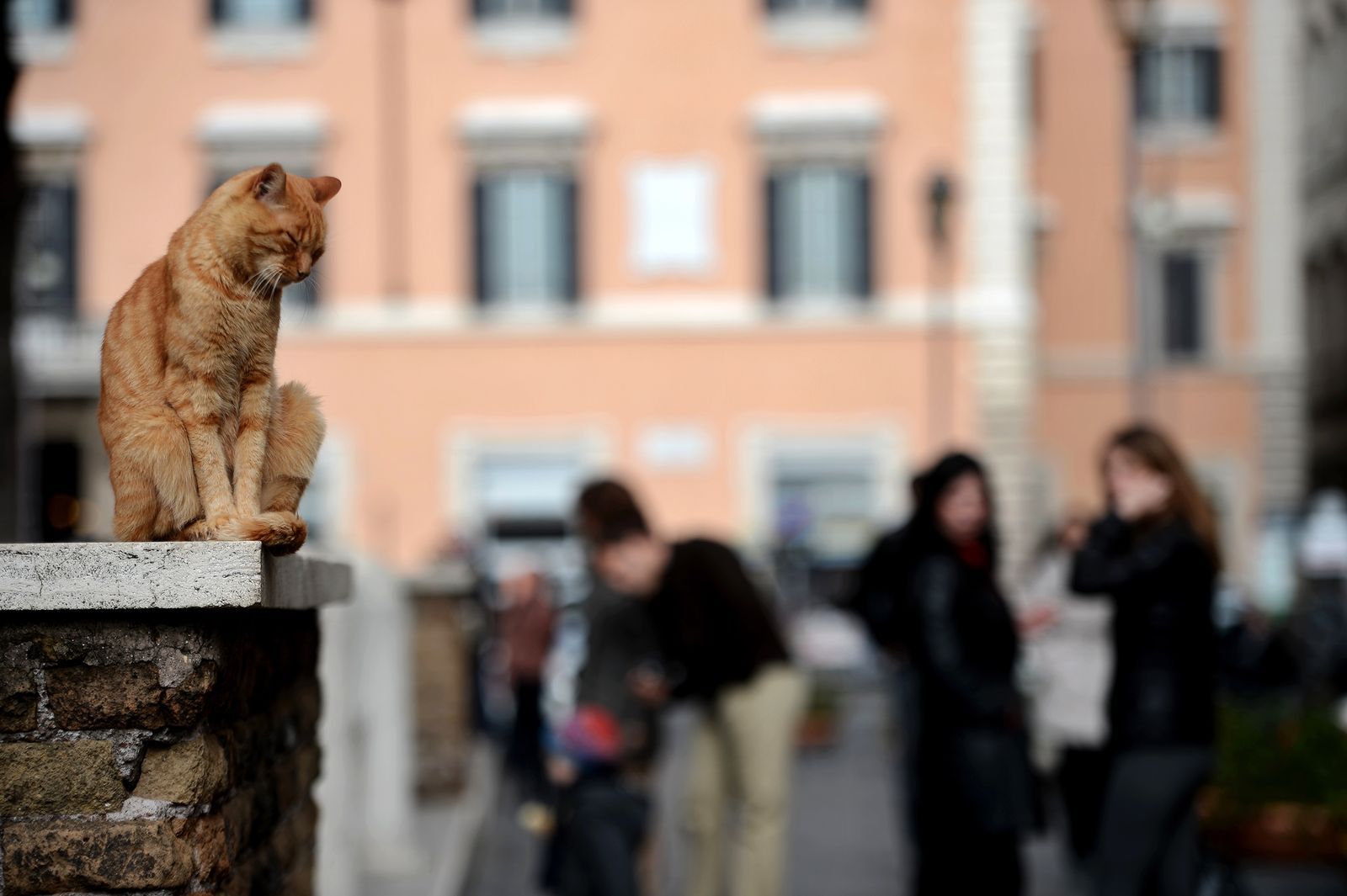 AFP-แมวอิตาลี