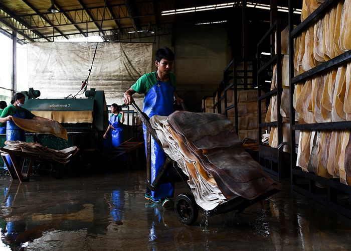 กยท. เร่งหารือสมาคมผู้ค้าประกาศจุดรับซื้อน้ำยางสด ประคองราคาดิ่ง
