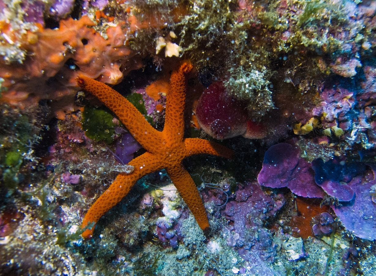 สัตว์ ปลาดาว starfish