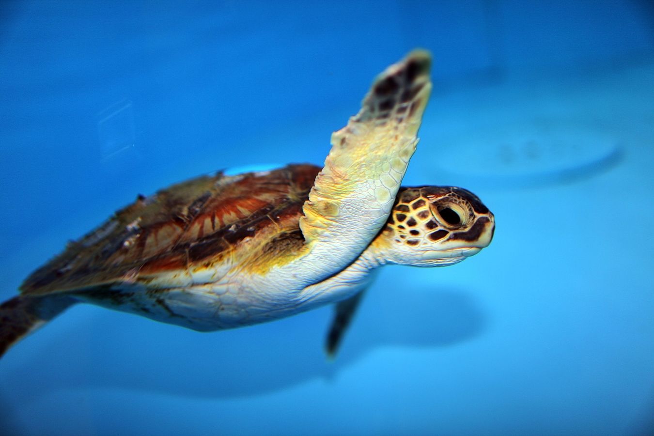 สัตว์ เต่าตนุแอตแลนติกเหนือ North Atlantic Green Sea Turtle