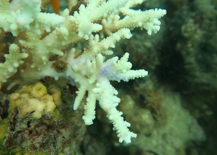 แย่แล้ว! ปะการังฝั่งอ่าวไทย-อันดามัน ฟอกขาว 55 จุด