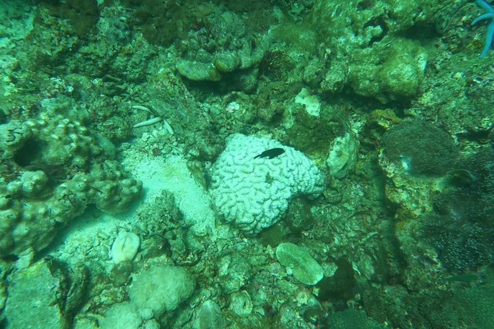 ปะการังฟอกขาว.jpg