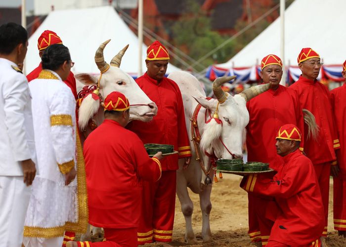 พระโคเสี่ยงทายกินข้าว น้ำ หญ้า ทำนายว่าปีนี้พืชผลอุดมสมบูรณ์ดี