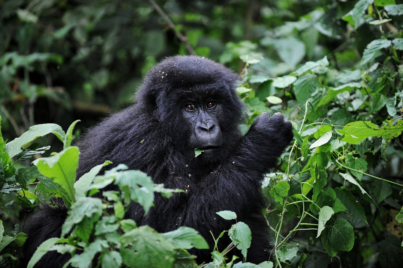 สัตว์ ลิง กอริลลาภูเขา Mountain gorilla