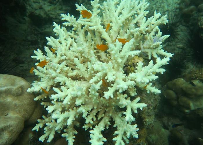 'ปะการัง' หมู่เกาะพีพีเริ่มฟอกขาว เสี่ยงขยายวงกว้าง