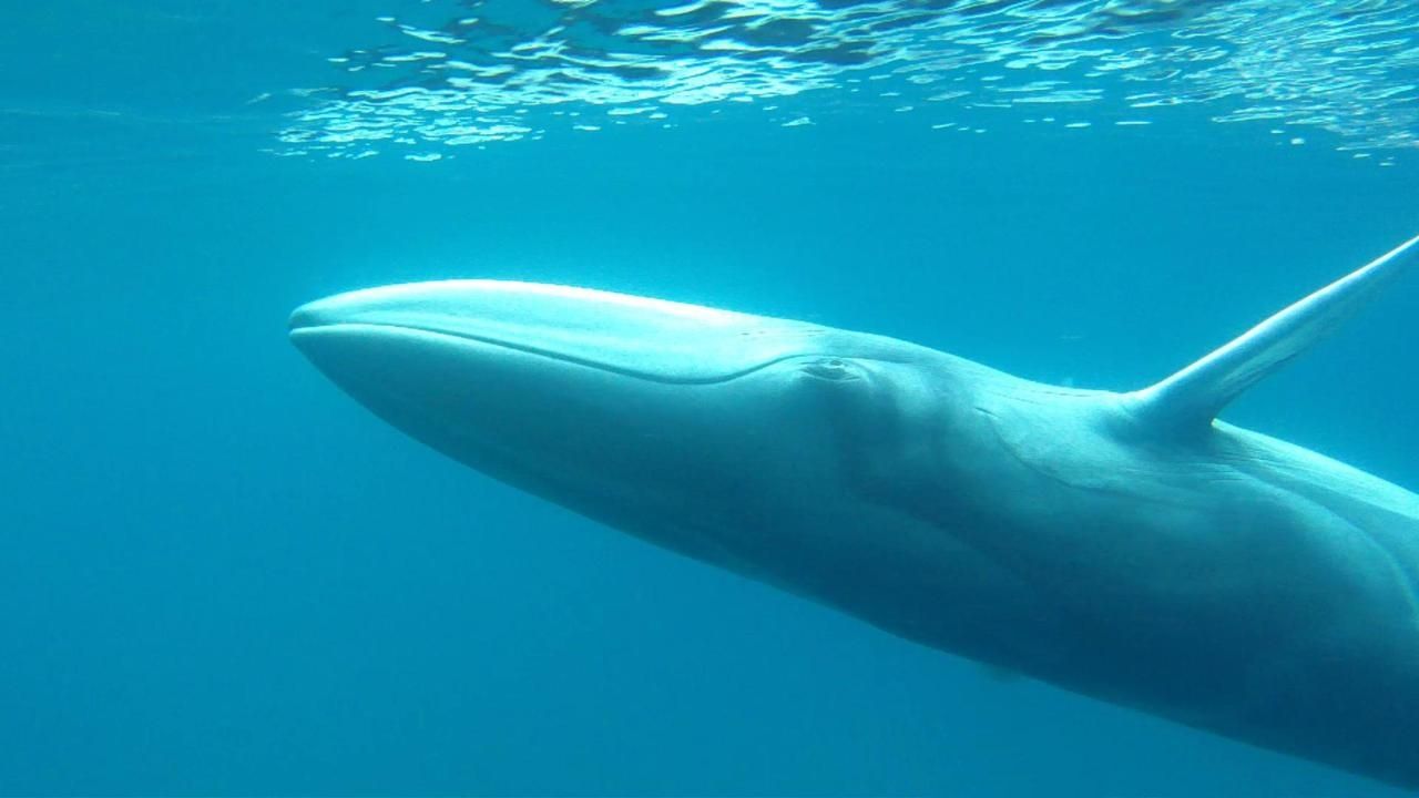 วาฬโอมูระ.jpg