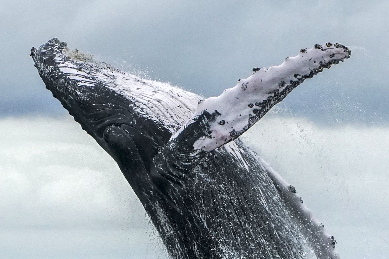 สัตว์ วาฬหลังค่อม Humpback whale
