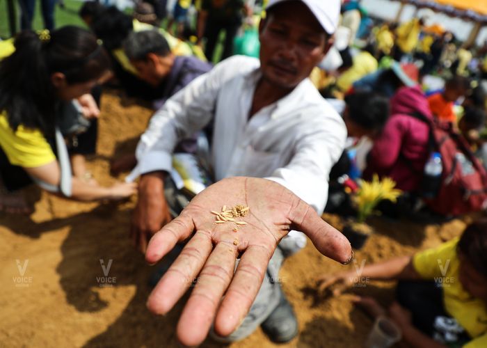 เตรียมแจก 5 พันธุ์ข้าวพระราชทาน เนื่องใน 'วันพืชมงคล'