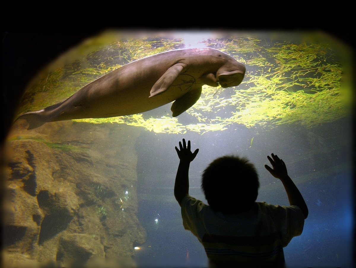 AFP-พะยูน-dugong dugon.jpg