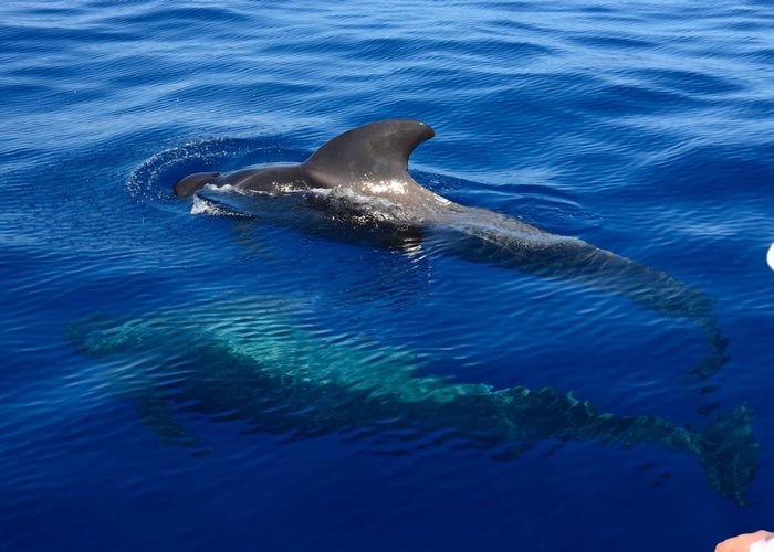 ช่างภาพประณาม 'มนุษย์' เป็นสัตว์ไร้เหตุผล หลังพบวาฬถูกใบพัดเรือตัดหางขาด